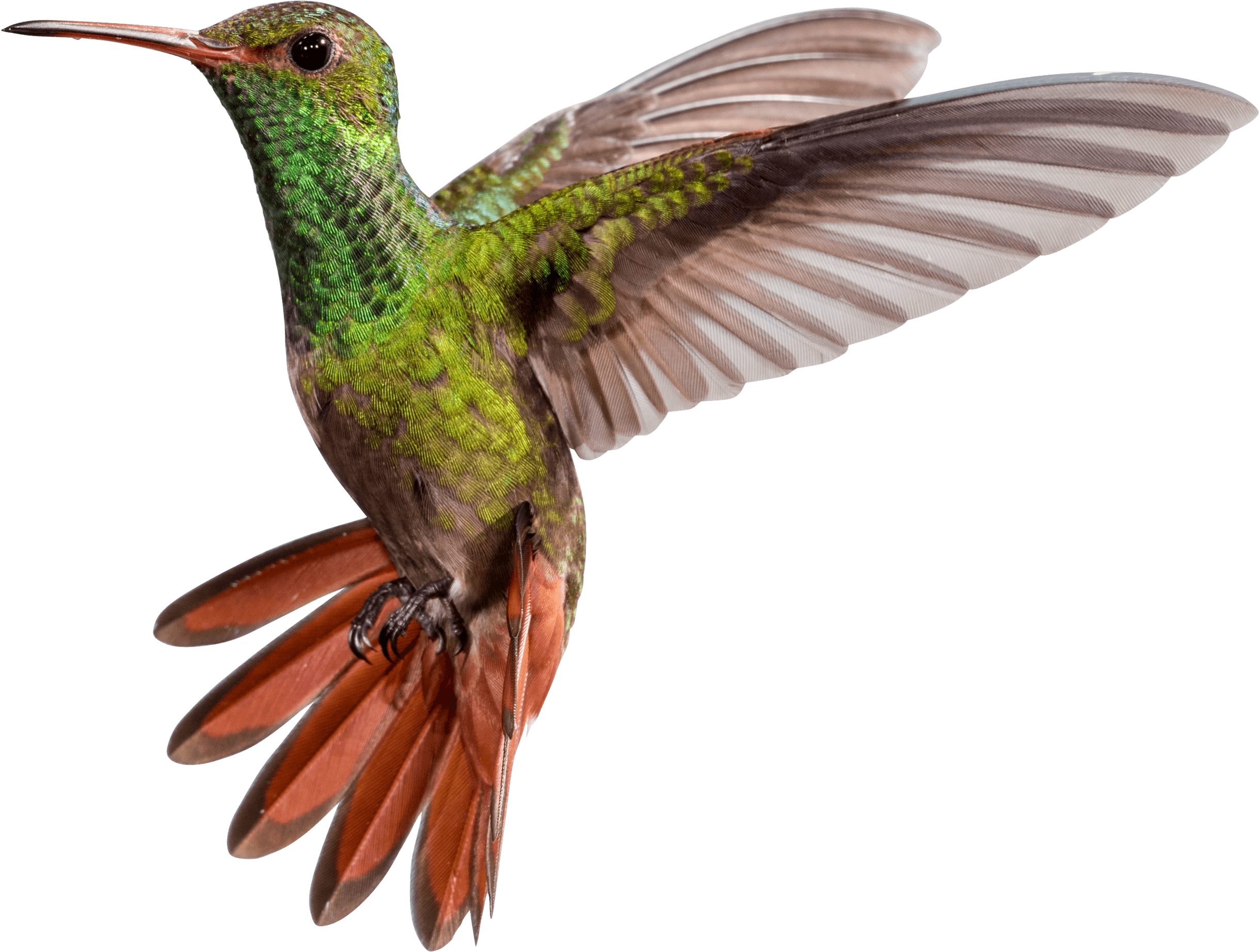 Hummingbird Png - Colour Bird Fly Png, Transparent Png PNG with transparent background