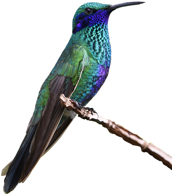 Hummingbird Png Free Images - Real Hummingbird Png, Transparent Png PNG with transparent background