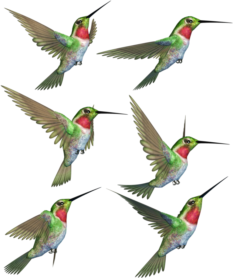Hummingbird Png Transparent Image - Hummingbird, Png Download PNG with transparent background