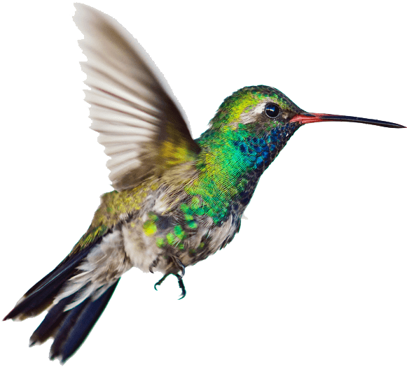 Hummingbird Side - Hummingbird Transparent Background, HD Png Download PNG with transparent background