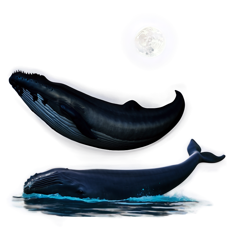 Humpback Whale And Moonlight Png Eaj24