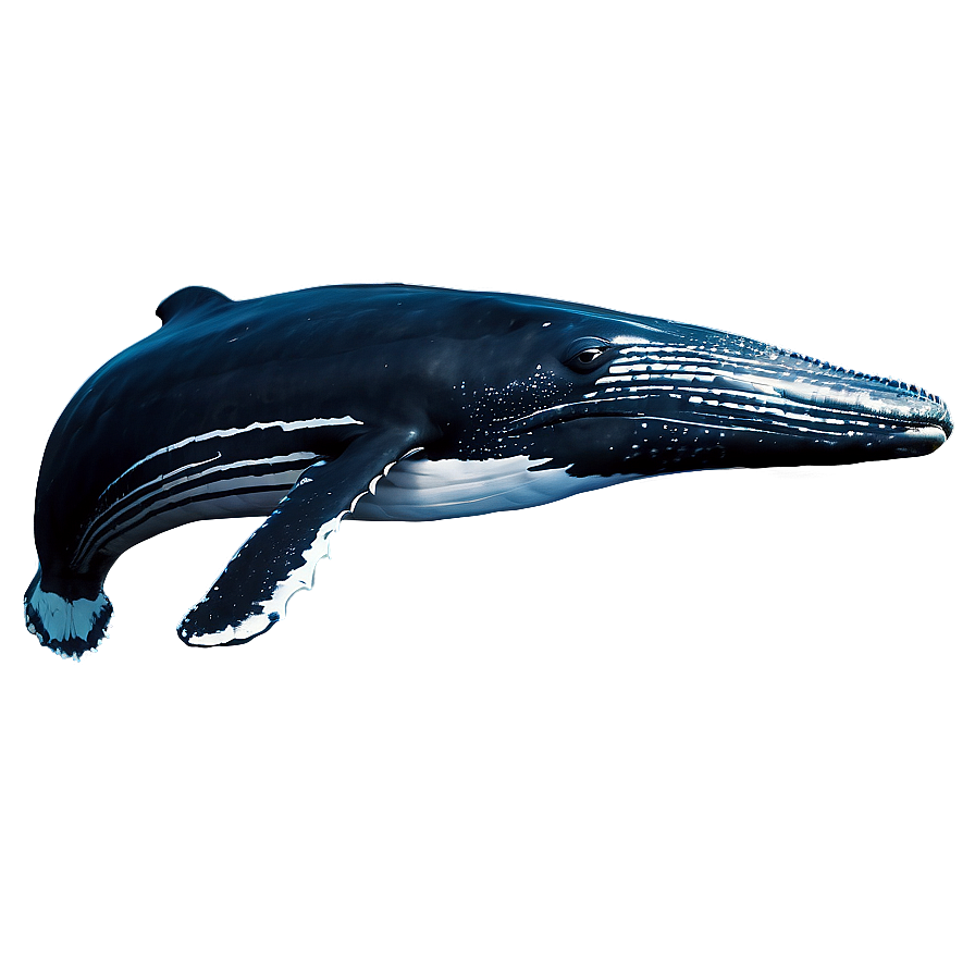 Humpback Whale Gentle Giant Png Onj54