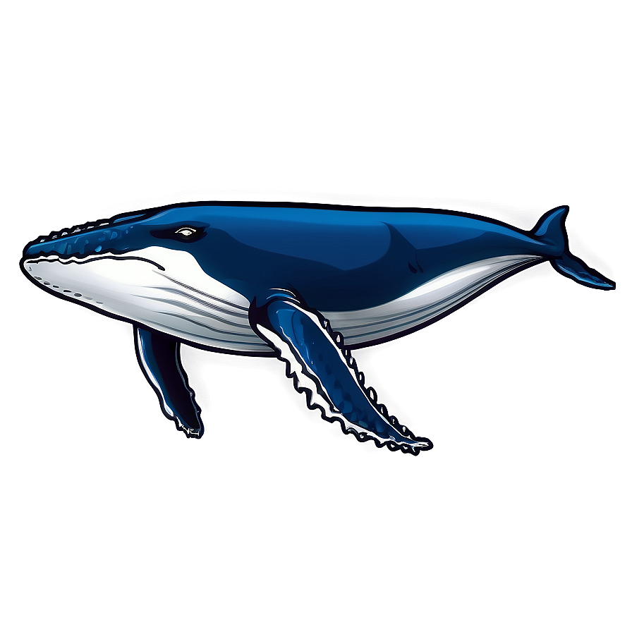 Humpback Whale Illustration Png 06212024