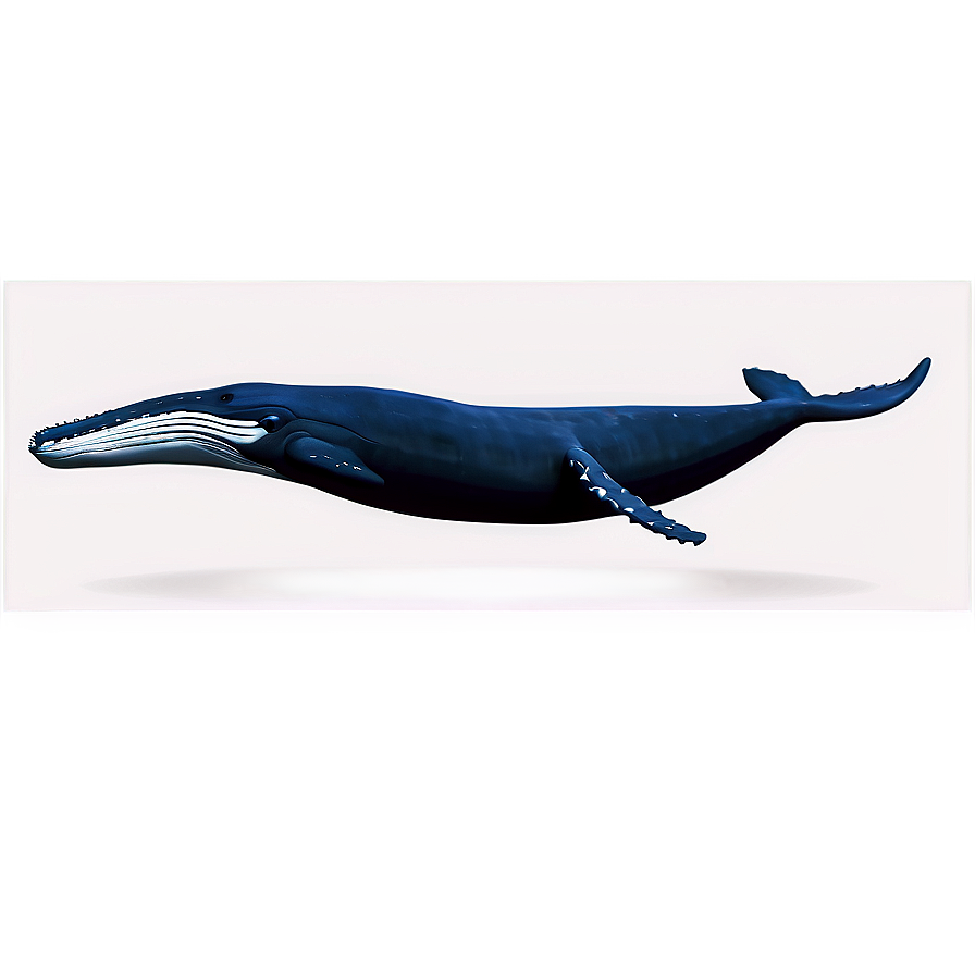 Humpback Whale Ocean Explorer Png 53