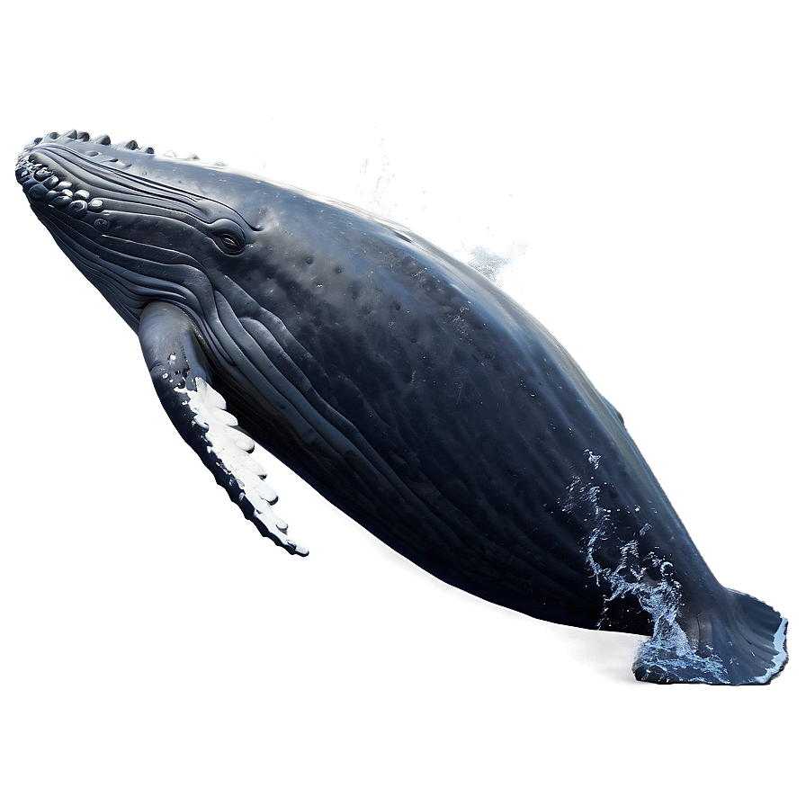 Humpback Whale Peaceful Ocean Png Gts77