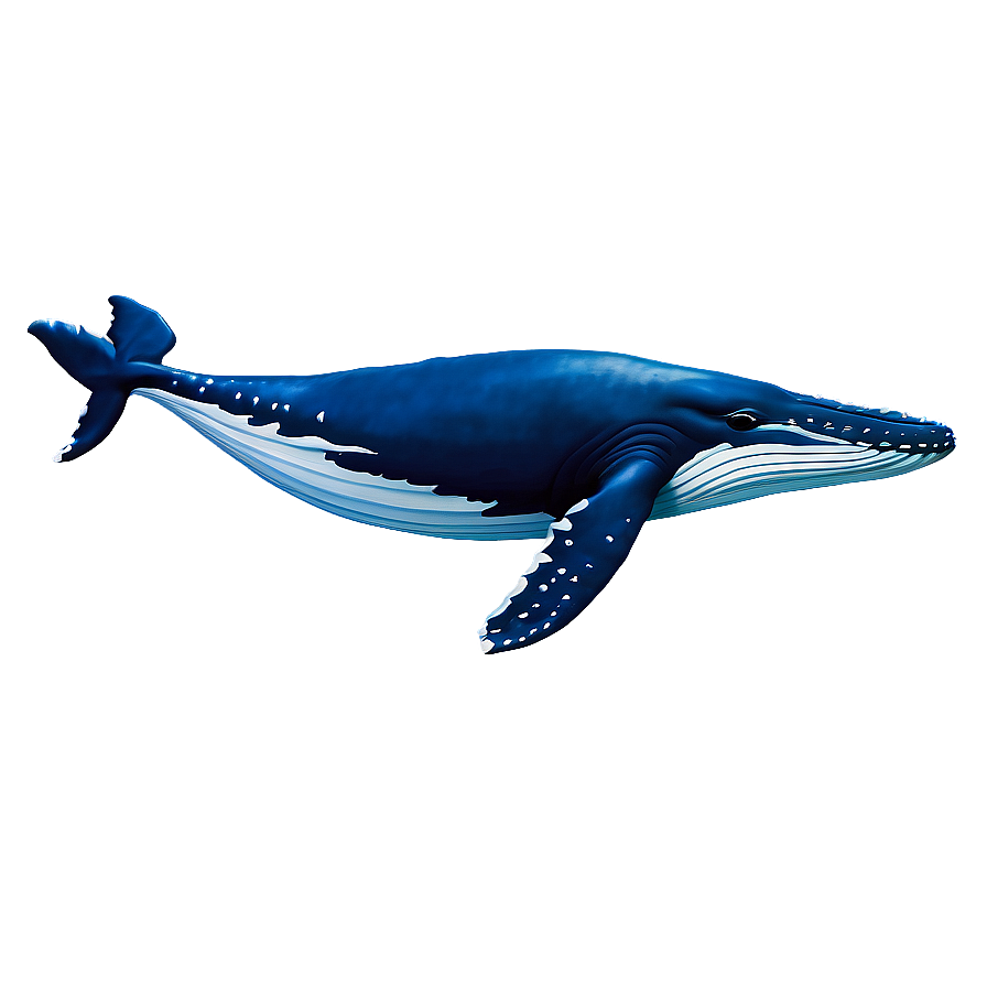 Humpback Whale Spirit Animal Png 50