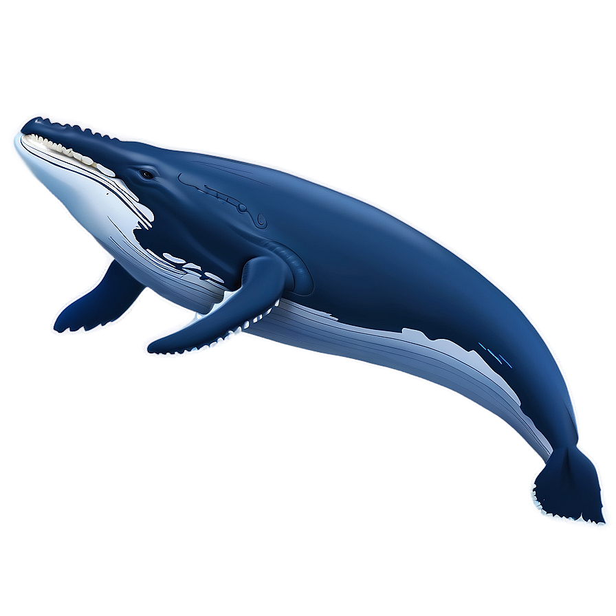 Humpback Whale Vocalization Diagram Png 06212024