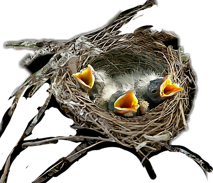 #birds #nest - Transparent Birds In Nest, HD Png Download PNG image with a transparent background, free high-resolution download
