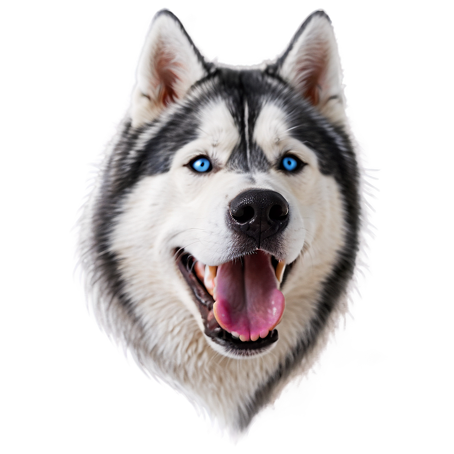 Husky Dog Head Png Kdj