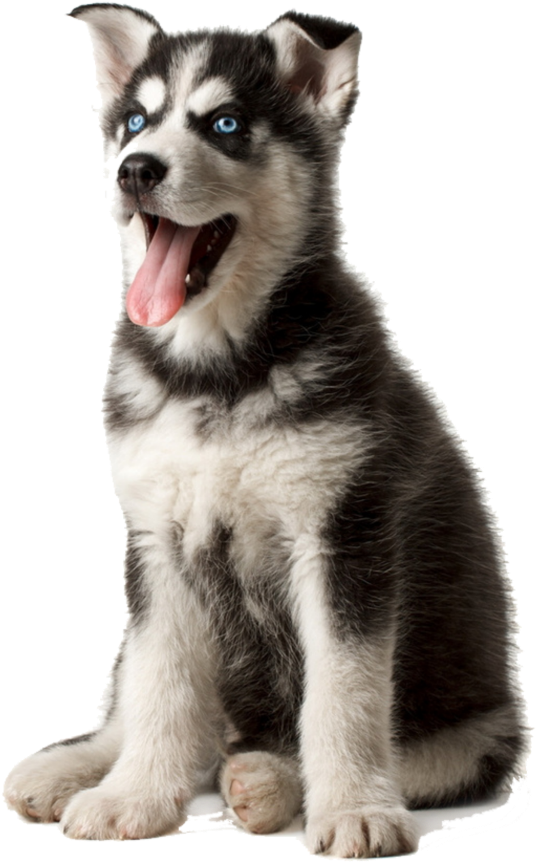 Husky Puppy With Blue Eyes