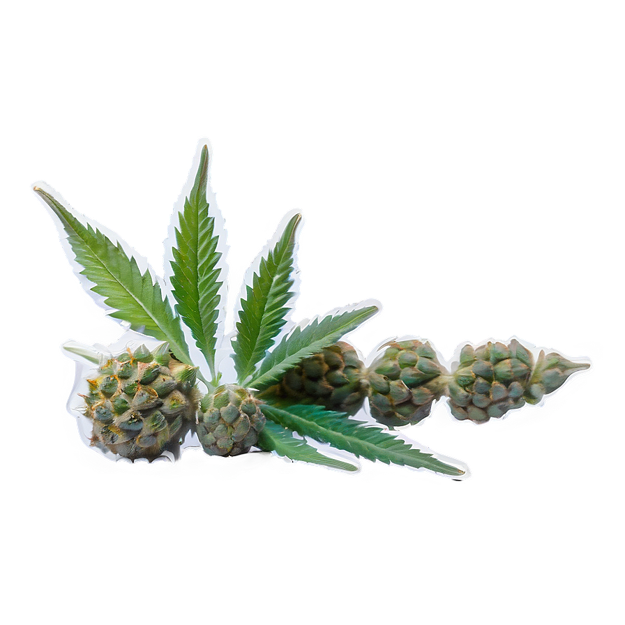 Hybrid Weed Strain PNG 05032024 PNG with transparent background