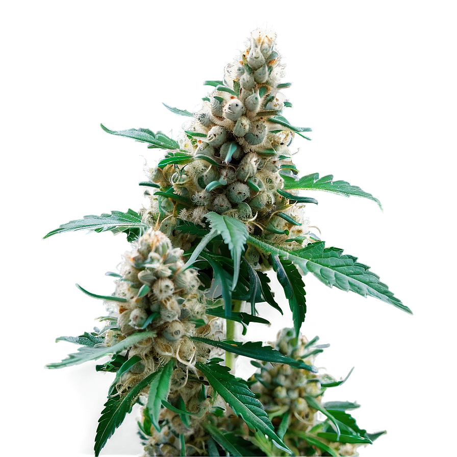 Hybrid Weed Strain PNG niv17 PNG with transparent background