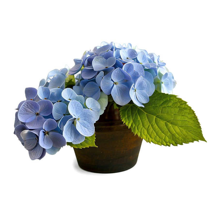 Hydrangea Arrangement Png 96