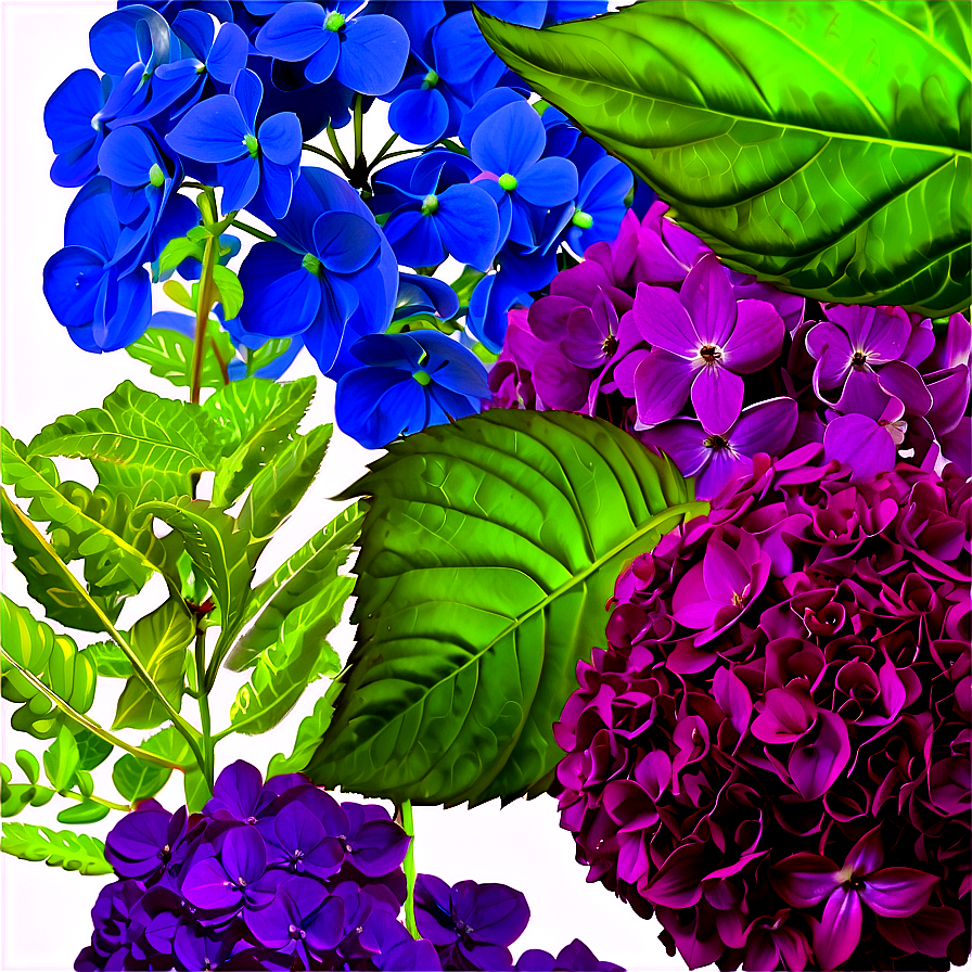 Hydrangea Background Png Glv52