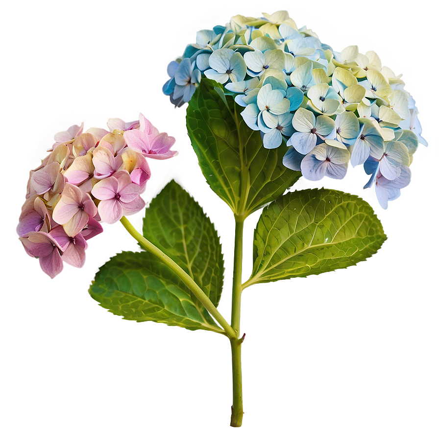 Hydrangea Bloom Png 48