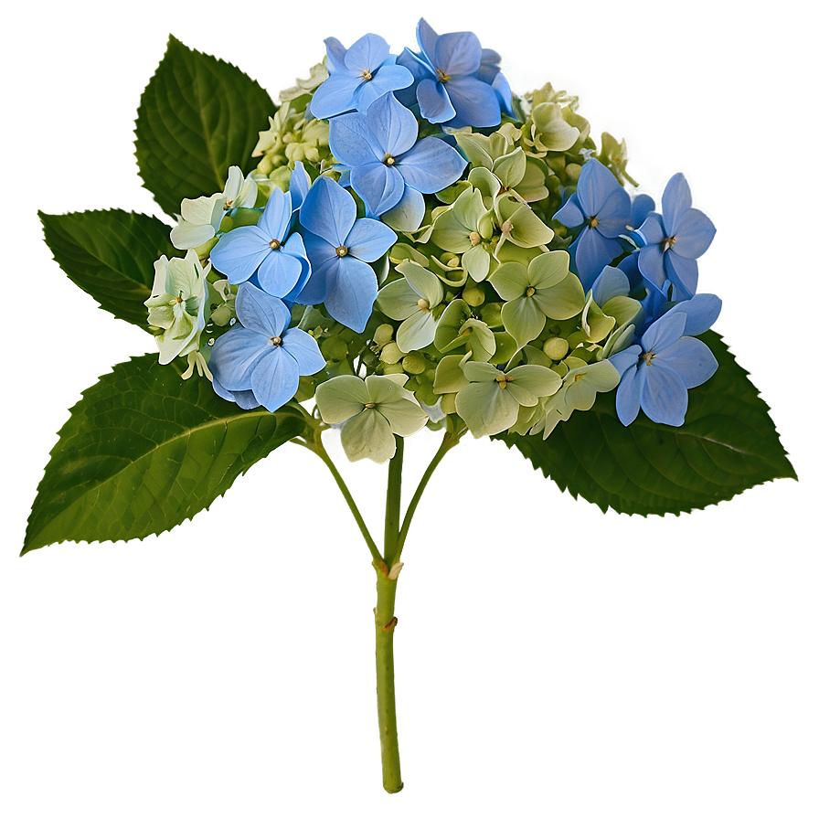 Hydrangea Blossom Png 05242024