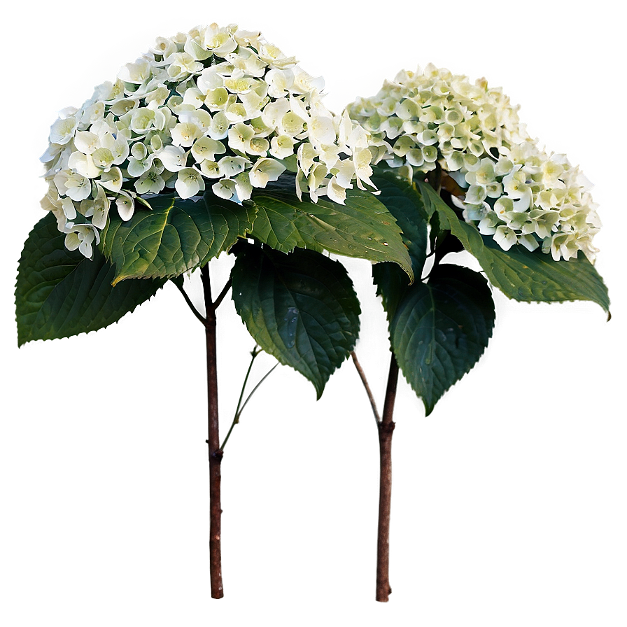 Hydrangea Bush Png Duc18