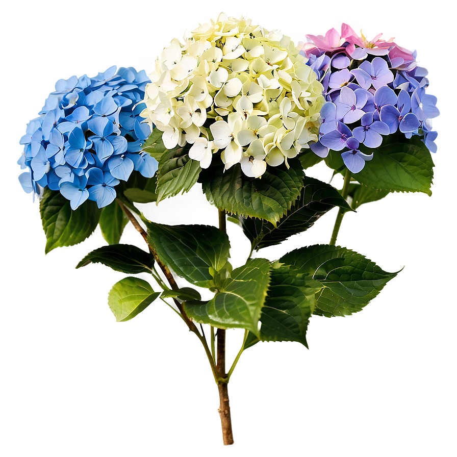 Hydrangea Bush Png Gtp93