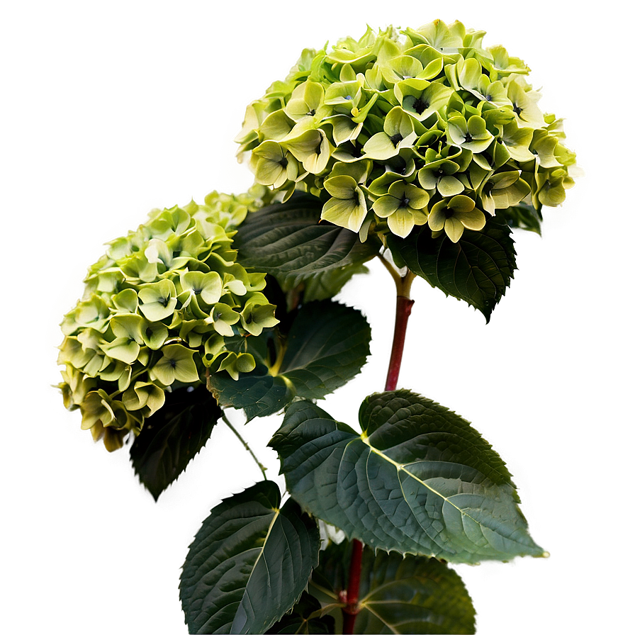 Hydrangea Bush Png Wkp