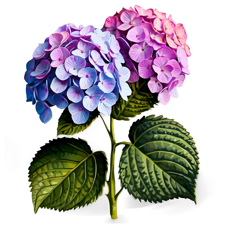 Hydrangea Clipart Png Xsp72