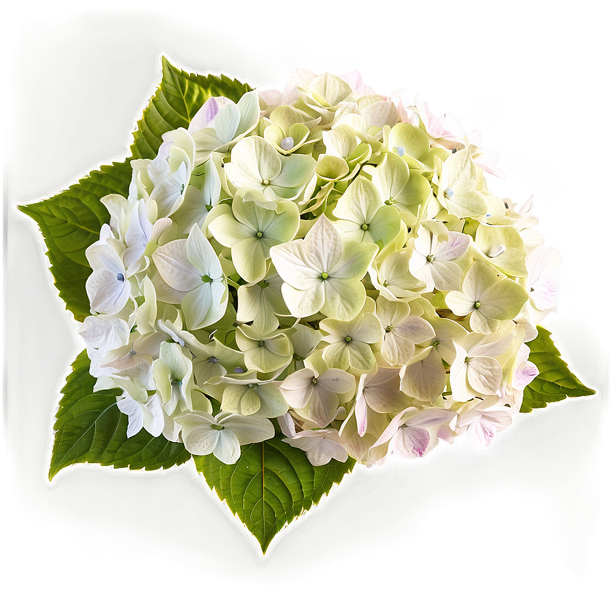 Hydrangea Close-up Png Xkj