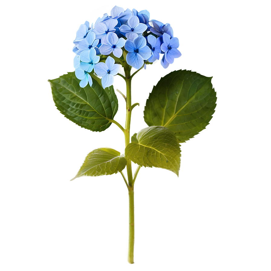 Hydrangea Flower PNG aag53 PNG with transparent background
