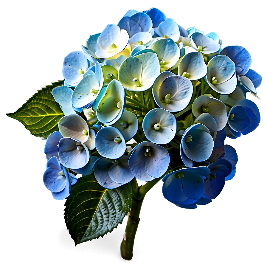 Hydrangea Flower PNG jxp PNG with transparent background