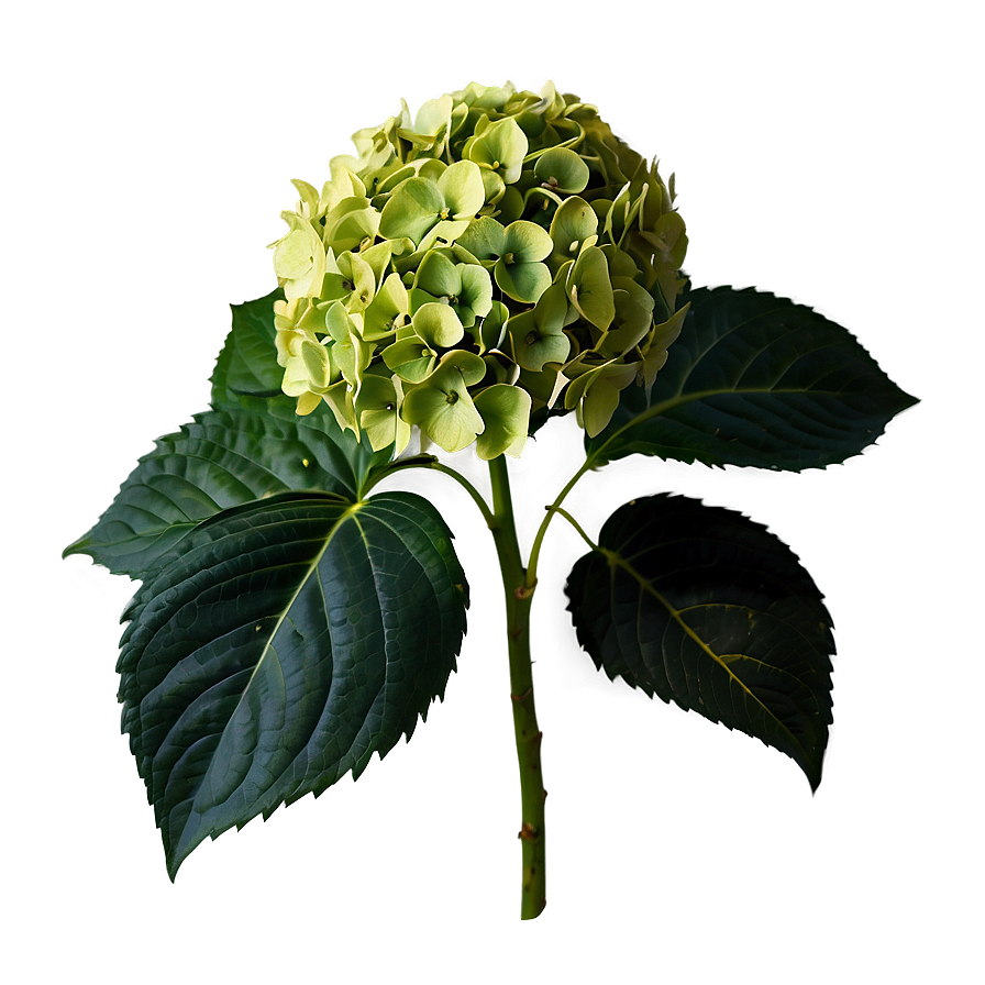Hydrangea Flower PNG xsp PNG with transparent background