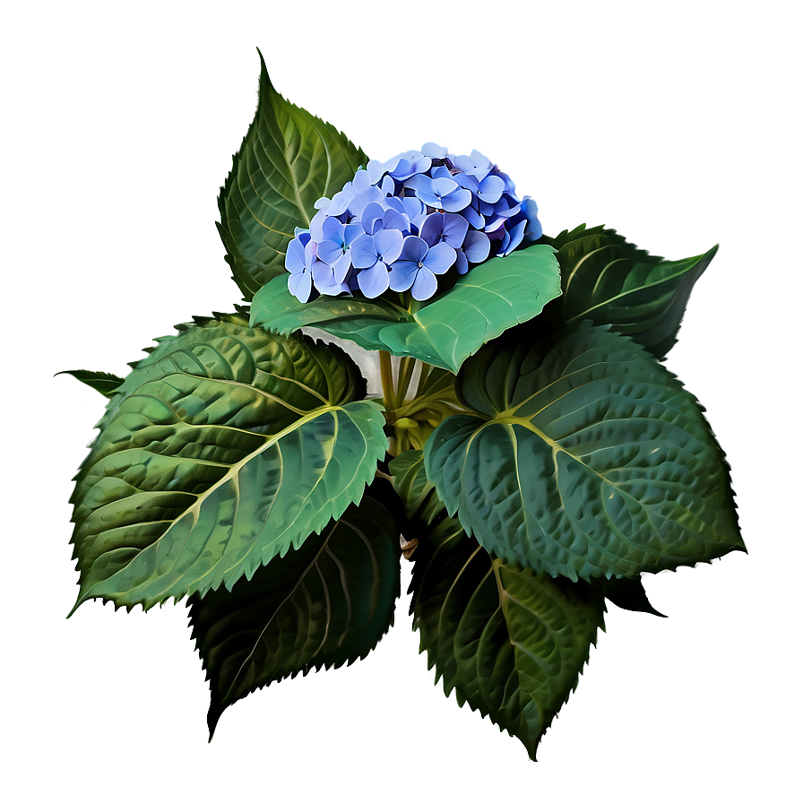 Hydrangea Garden Scene Png 8