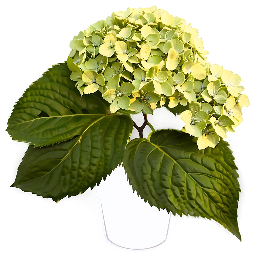 Hydrangea Illustration Png 32