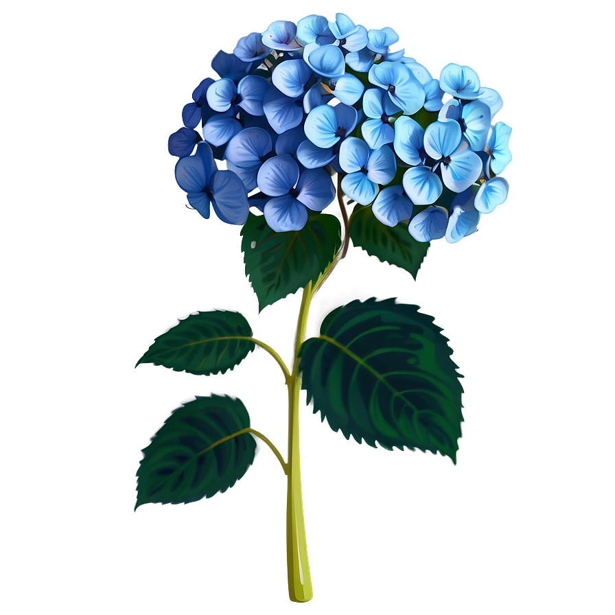 Hydrangea Illustration Png Oql41