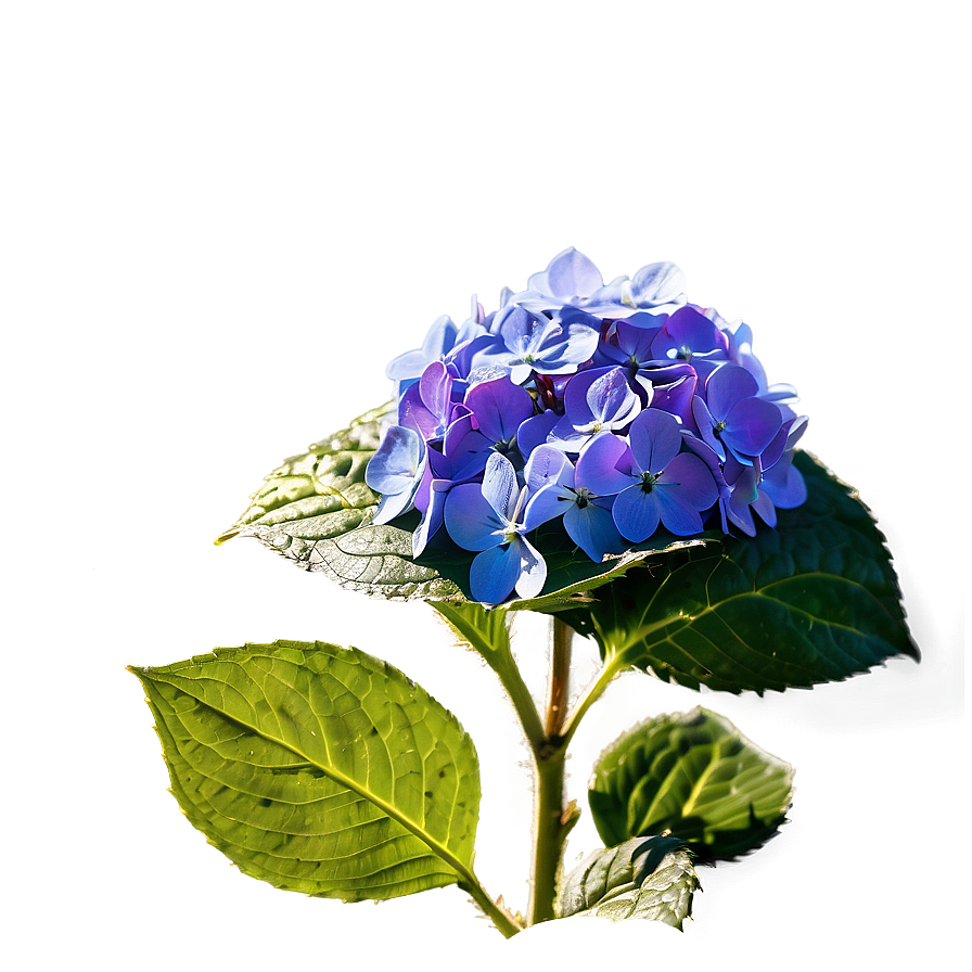 Hydrangea In Sunlight Png Pbs