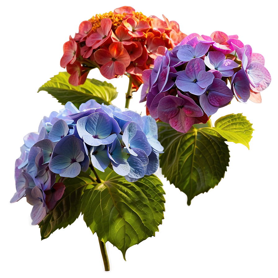 Hydrangea In Sunlight Png Xjb64