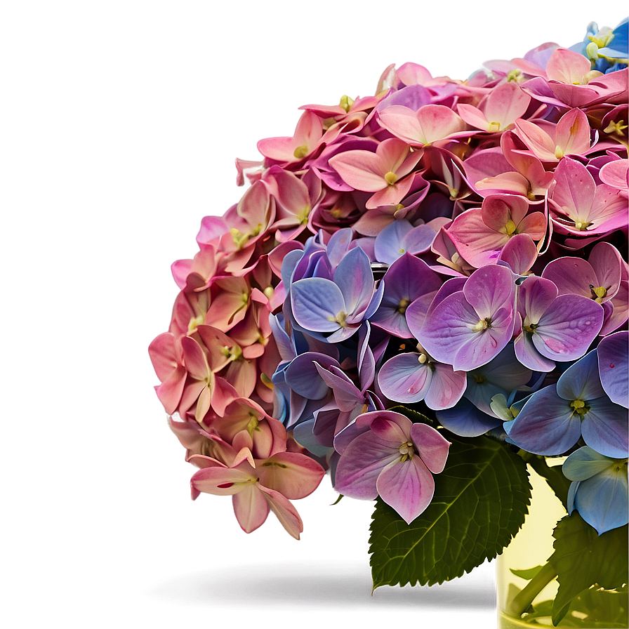 Hydrangea In Vase Png 05242024