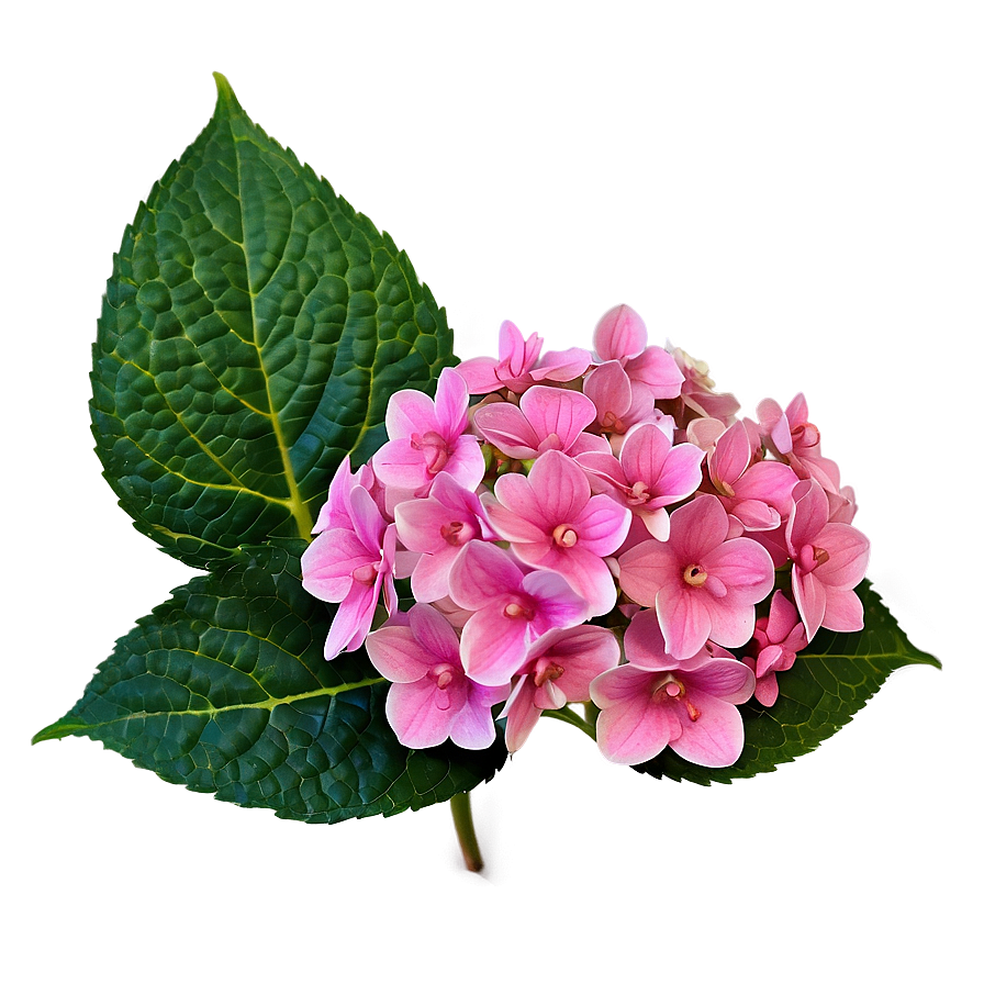 Hydrangea Macrophylla Png Kkq