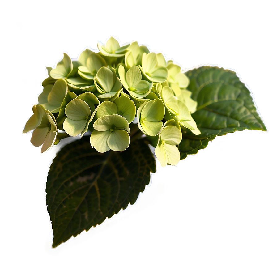 Hydrangea Mosaic Png 05242024