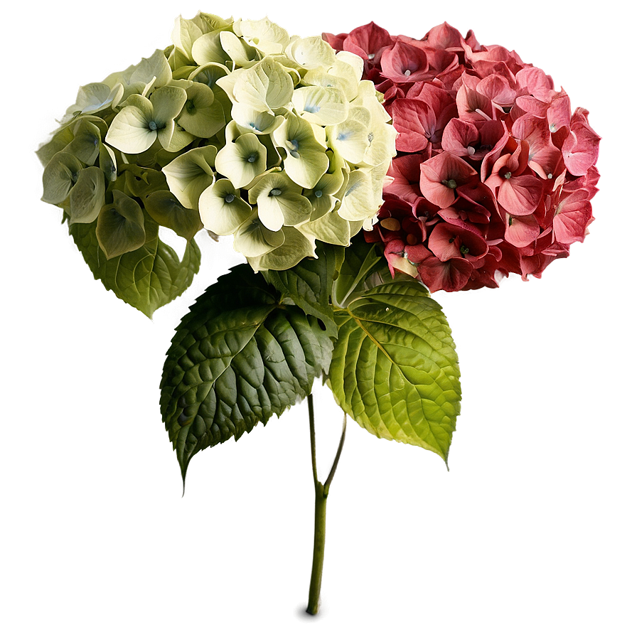 Hydrangea Pattern Png Jxj