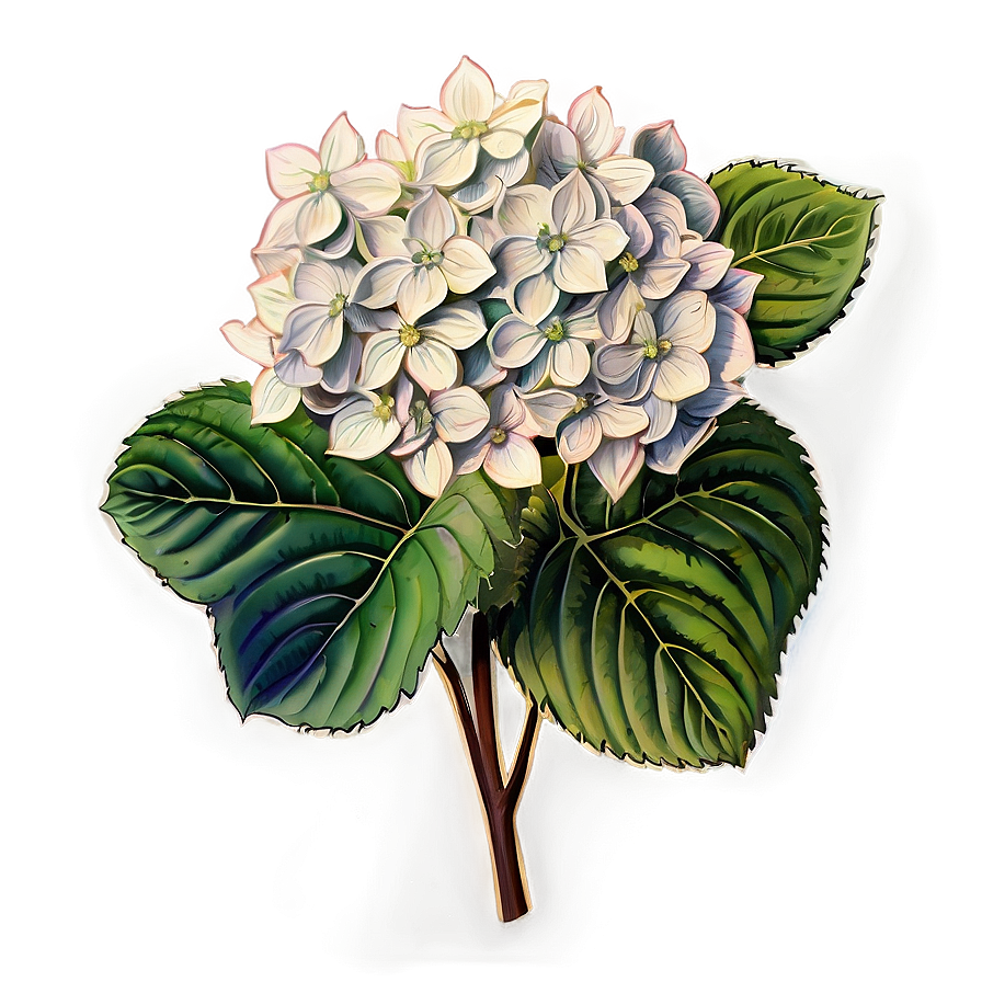 Hydrangea Sketch Png 87