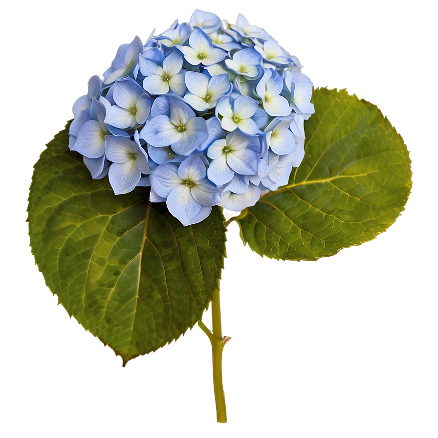 Hydrangea Under Moonlight Png 29