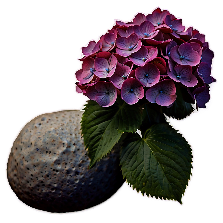 Hydrangea Under Moonlight Png Jak12