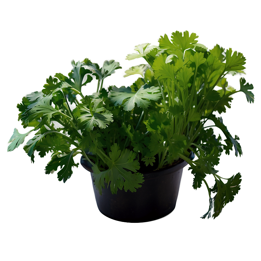 Hydroponic Cilantro Png 06212024