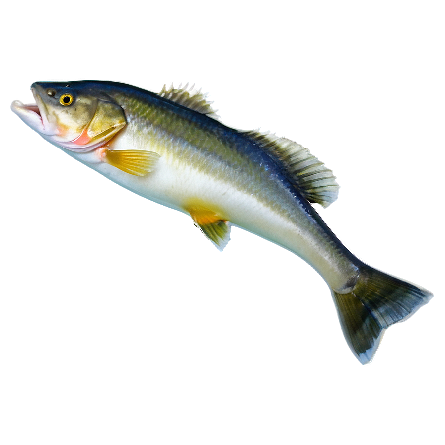 Ice Fishing Walleye Png Sqq