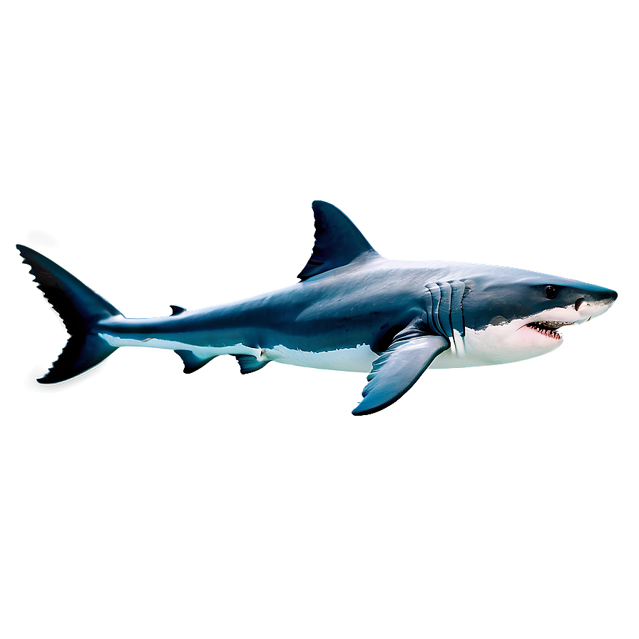 Iconic Great White Shark Png 6