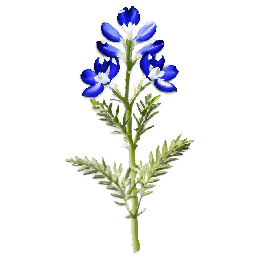 Iconic Texas Bluebonnet Png 25