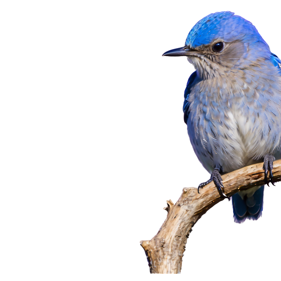 Idaho State Bird Mountain Bluebird Png Xsn