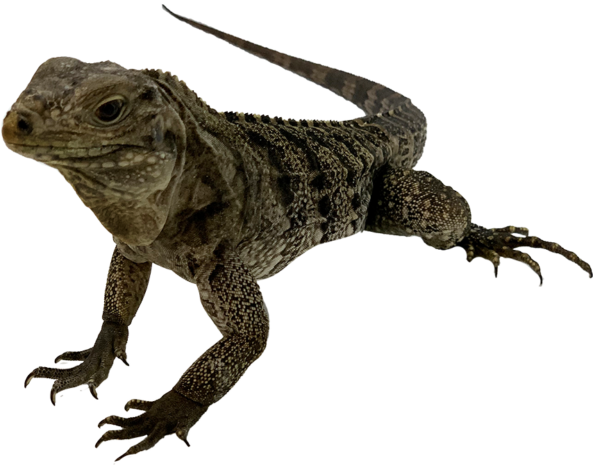 Iguanaon Blue Background.png