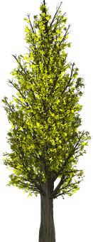Illuminated Treeat Night.jpg PNG with transparent background