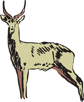 Illustrated Antelope Profile