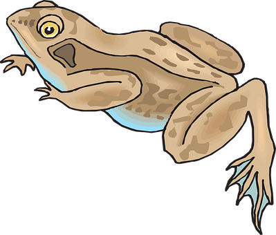 Illustrated Brown Frog Graphic PNG with transparent background