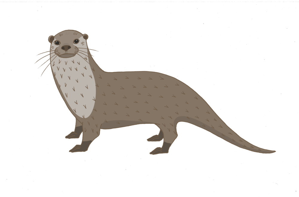 Ferret, HD Png Download PNG with transparent background